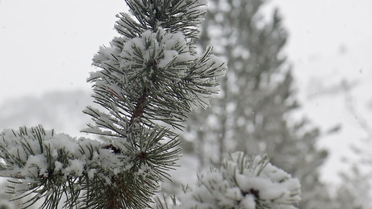 кинематографический закрытый кадр в замедленной съемке сосны, на вершине которой скапливается снег