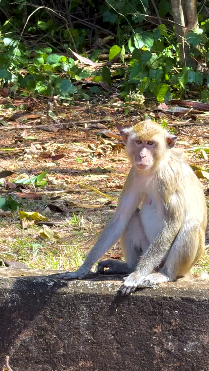 un mono se sienta tranquilamente en una repisa
