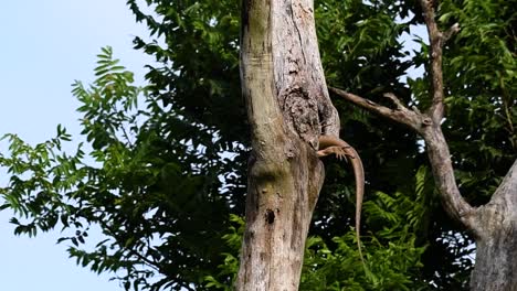 El-Lagarto-Monitor-Nublado-Se-Encuentra-En-Tailandia-Y-Otros-Países-De-Asia