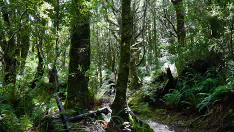 blond woman walking through dense deep forest during sunbeams -  rob roy track,new zealand