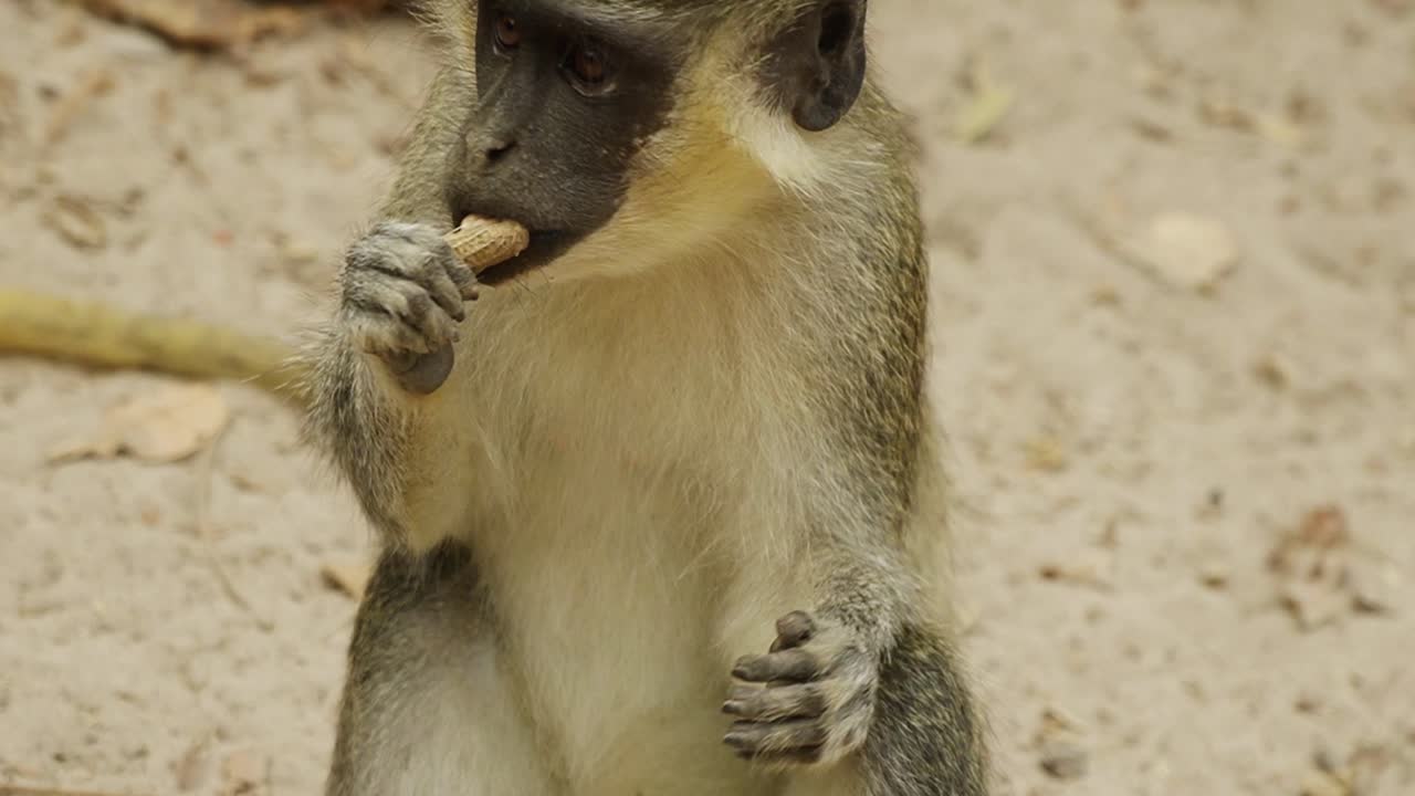 pequeño mono sabaeus masticando un maní en el parque forestal de bijilo en gambia