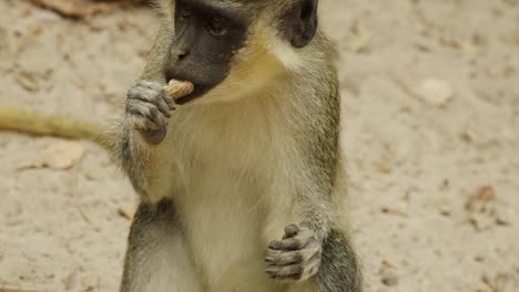 Kleiner-Sabaeus-Affe,-Der-Im-Bijilo-Waldpark-In-Gambia-Auf-Einer-Erdnuss-Kaut