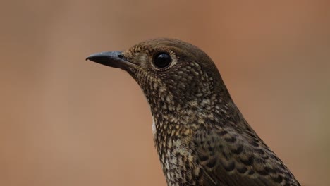 mirando hacia la izquierda mientras la cámara se aleja y se desliza, el ojo muestra un reflejo de lo que está a su alrededor, monticola gularis hembra, tailandia