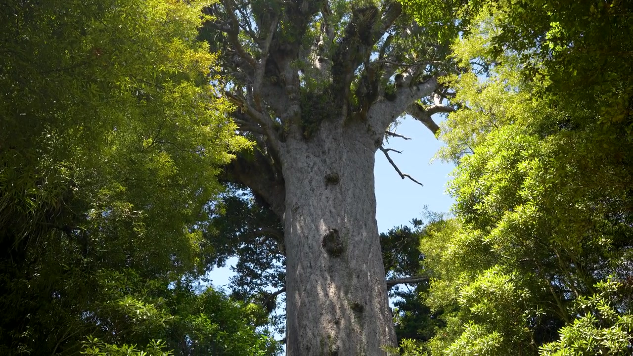 Tane Mahuta fills the frame as a slow handheld tilt reveals the ancient giant kauri from canopy to forest floor.