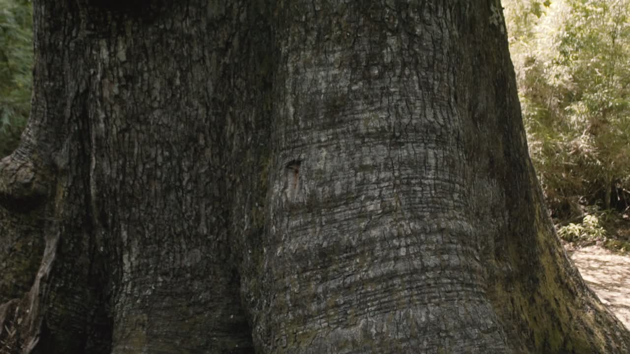 칠레 산에서 큰 나무의 상하 운동