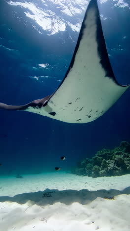 majestic manta ray in coral reef underwater