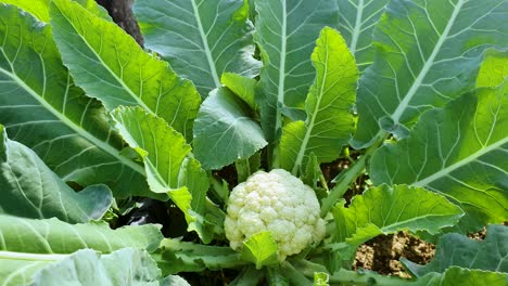 un primerísimo plano de coliflor fresca cruda en su planta en el campo