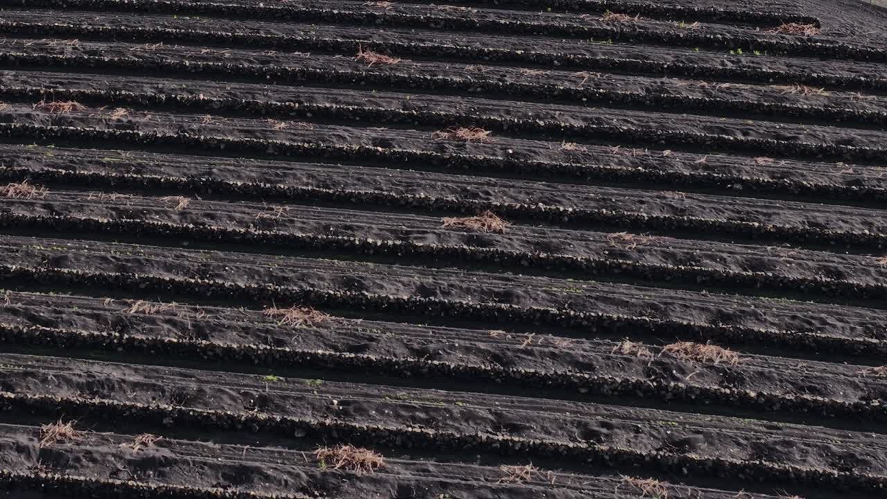 Volcanic landscape with vineyards in Lanzarote, Spain at sunset