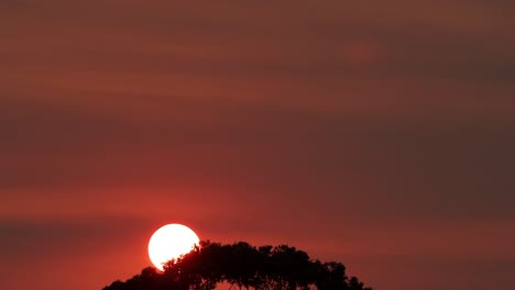 Gran-Sol-Brillante-Detrás-De-Los-árboles-De-Goma-De-Color-Rojo-Intenso-Cielo-Naranja-Pájaros-Vuelan-A-Través-Del-Atardecer-Australia-Victoria-Gippsland-Maffra