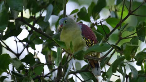 Nahaufnahme-Einer-Dickschnabel-Grüntaube-Treron-Curvirostra,-Die-Auf-Einem-Winzigen-Zweig-Eines-Baumes-Im-Nationalpark-Kaeng-Krachan-In-Der-Provinz-Phetchaburi-In-Thailand-Ruht