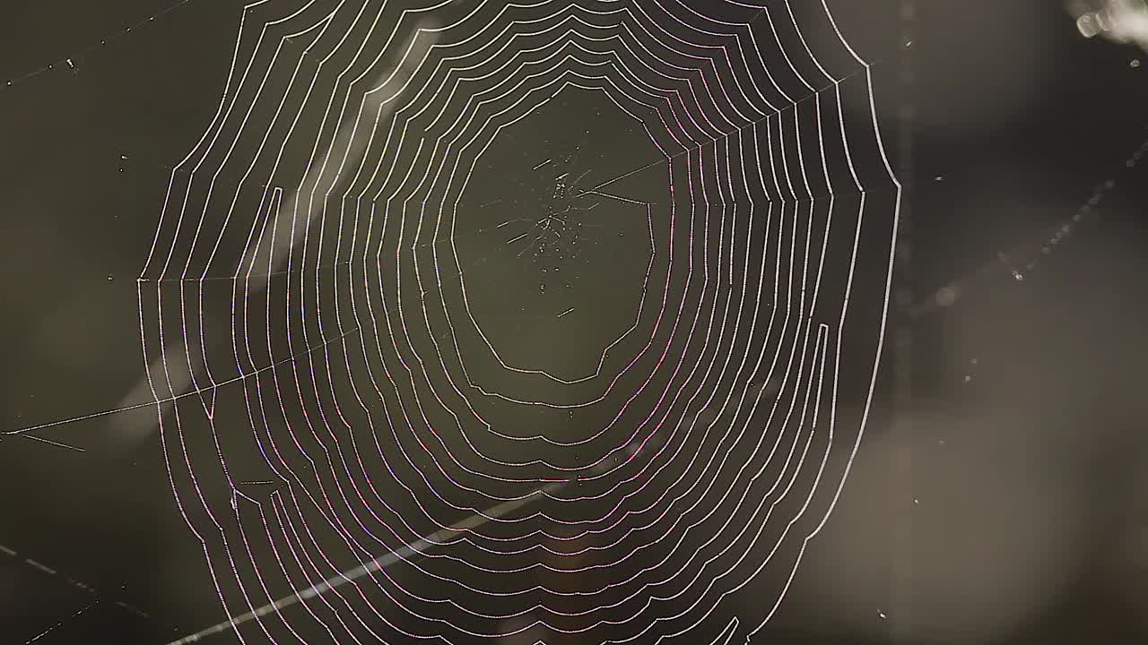 이슬 방울과 바람에 흔들리는 거미줄 근접 촬영