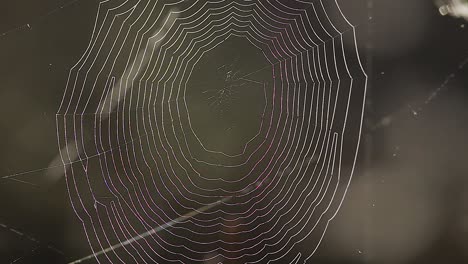 spider web closeup shaky in wind with dew drops