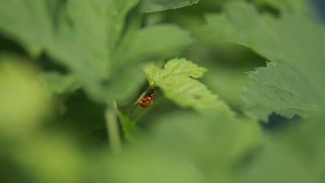 Colorful-ladybug-hanging-on-to-a-stem-of-a-plant