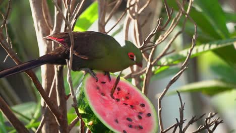 Un-Pájaro-Disfrutó-Comiendo-Su-Comida