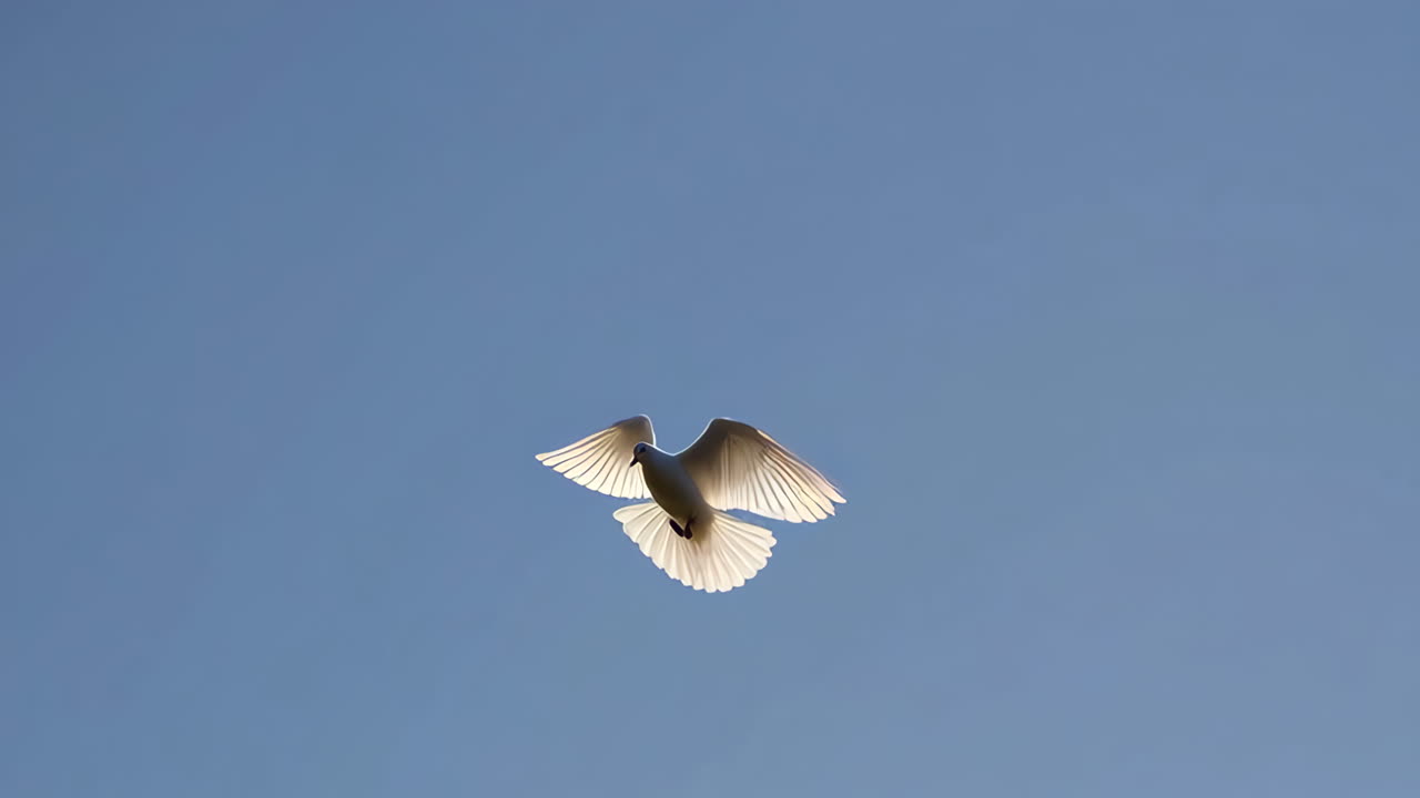 하늘을 날고 흰 비둘기