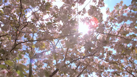 backlit spring cherry blossom in a london park