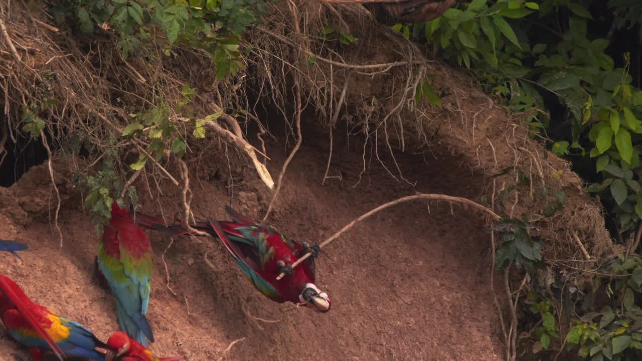 Red-Green Macaw performs acrobatics on a flimsy perch at Chuncho clay lick as Scarlet Macaws feed