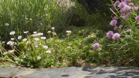 person hand with gloves throw fresh cut grass on flowers to fertilize