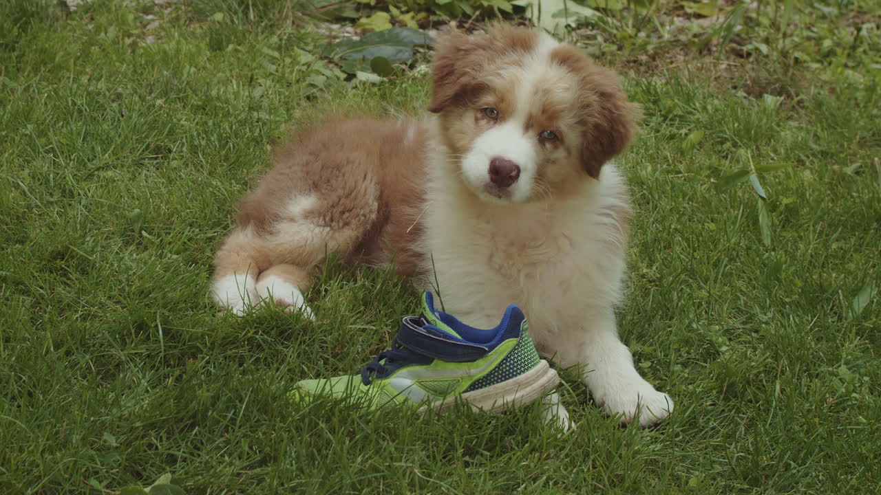 귀여운 호주 셰퍼드 개 강아지는 신발을 신고 풀밭에 누워 호기심에 머리를 기울입니다.