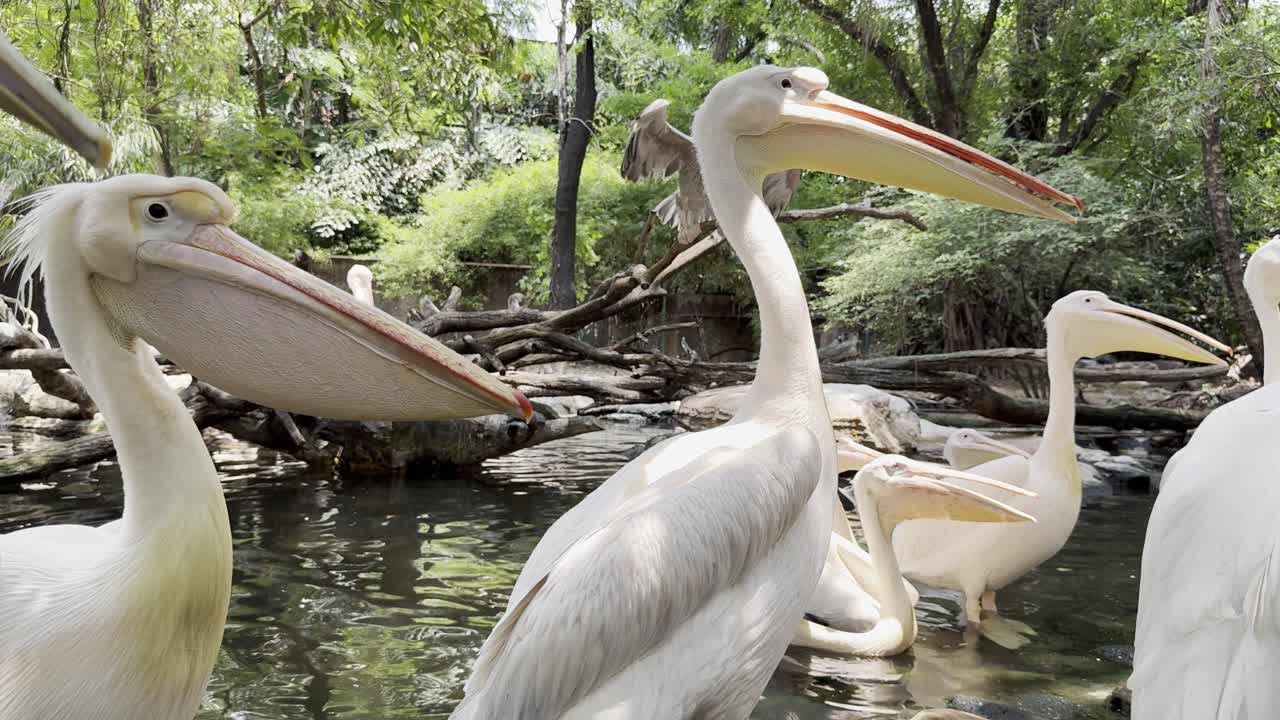 White pelican Bird in Bangkok Thailand