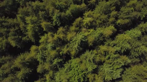 Elevándose-Por-Encima-De-Los-árboles-En-El-Gran-Bosque-Forrest,-Somerset,-Reino-Unido