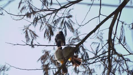 Close-up-shot-showing-Sooty-headed-bulbul-birds-perched-on-branch-of-tree-against-clouds-in-Asia