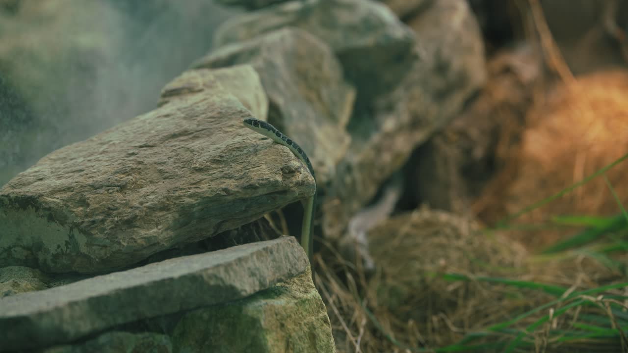 Small snake slithering on rocky terrain in a naturalistic enclosure