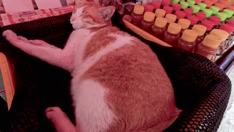 cat resting peacefully on a mesh chair