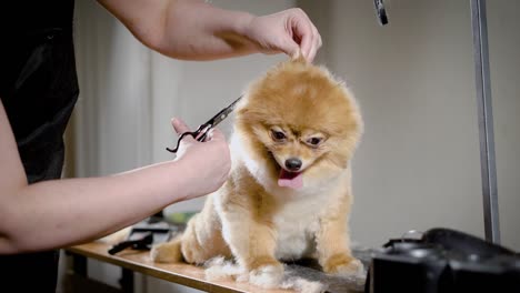 golden color dog with funny haircut