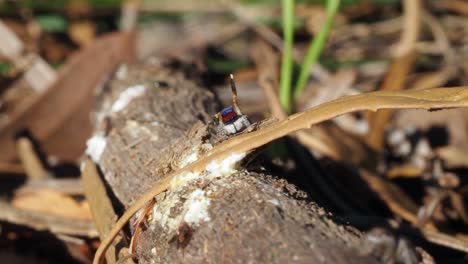 La-Araña-Pavo-Real-Macho-Ve-A-La-Hembra-Y-Comienza-A-Bailar-Y-Exhibirse