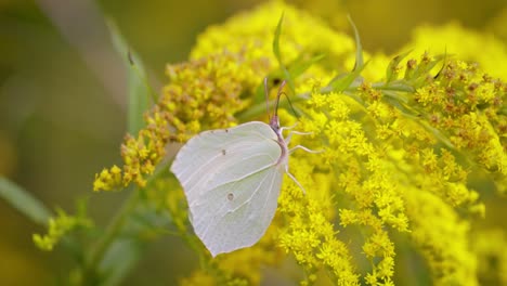 pieris brassicae, the large white butterfly, also called cabbage butterfly. large white is common throughout europe, north africa and asia often in agricultural areas, meadows and parkland.