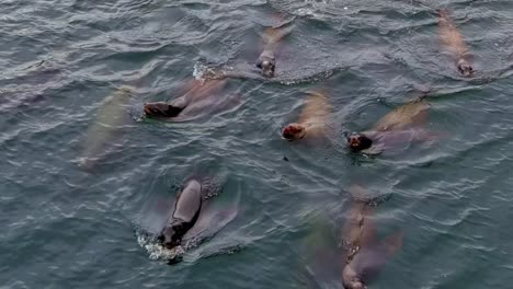 Herd-of-Sea-Lions-in-the-Pacific-Ocean