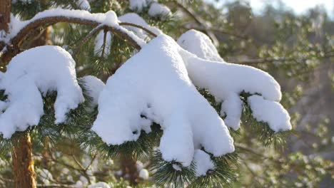 snow on a sunny day lies on pine branches