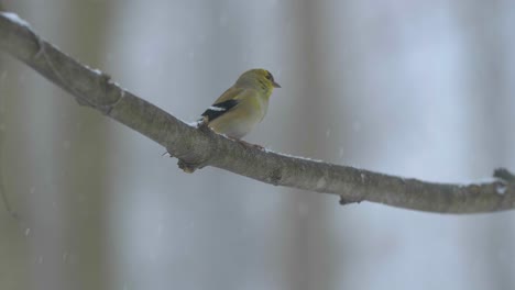 Winter-Wildlife-Birds-American-Goldfinch-4K-Nature