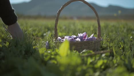 saffron harvest: woman picking saffron flowers in a field