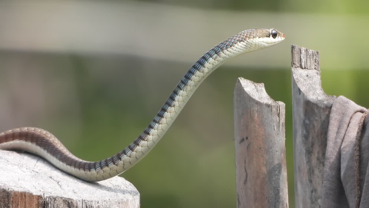 common krait relaxing on stick