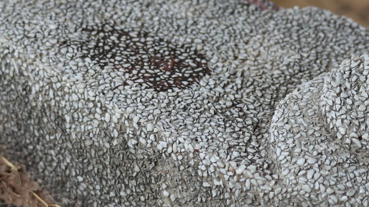 질이 있는 지면을 가로질러 움직이는 개미