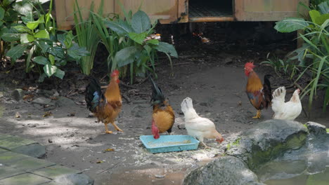 chickens and roosters feeding on the ground near a coop