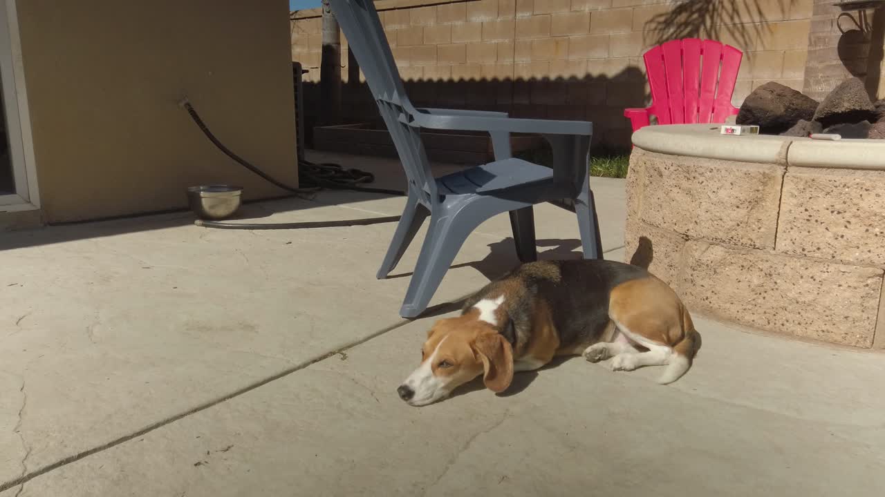 Beagle dog lying asleep in the sun