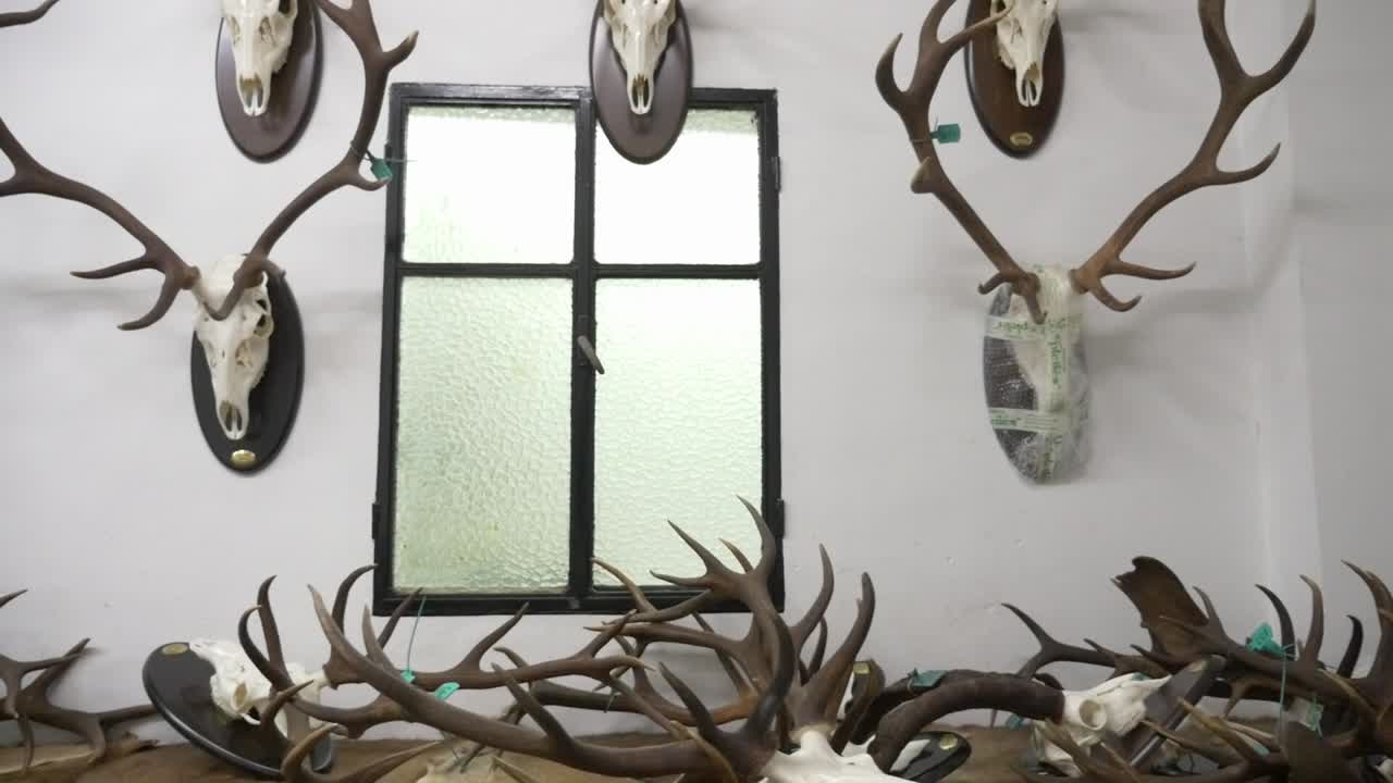 Wall of a taxidermy studio covered with deer skulls and antlers. Professional hunting trophies with identification tags in a rustic workshop