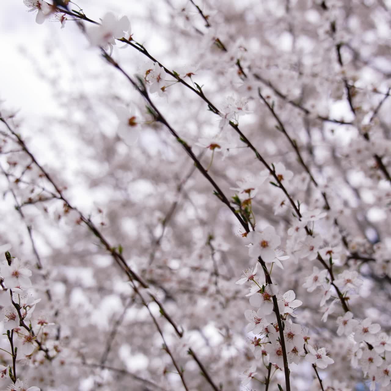 Incantevoli fiori bianchi primaverili sul ramo. Natura meravigliosa in primavera