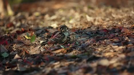 nightjar birds in the wild - wide shot