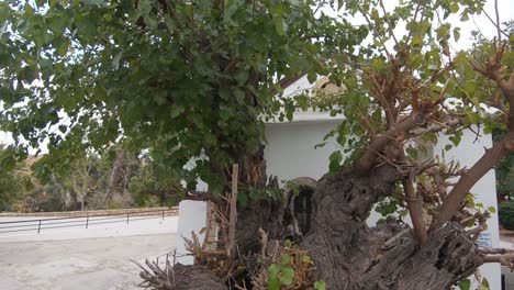 árboles-Que-Rodean-La-Iglesia-De-San-Andrés-En-Kyrenia,-Chipre---Disparo-De-Revelación-De-Cardán-Amplio-Y-Lento