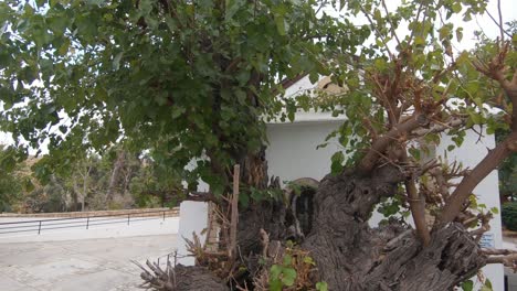 árboles que rodean la iglesia de san andrés en kyrenia, chipre - disparo de revelación de cardán amplio y lento