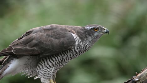 un majestuoso azor del norte comiendo su presa mientras está posado en una rama