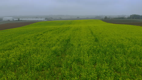 Luftaufnahmen-über-Senffeld,-Grünes-Feld,-Reifendes-Senffeld-An-Nebligen-Tagen,-Drohne-4k,-Nahaufnahme-Boden-Und-Nebel