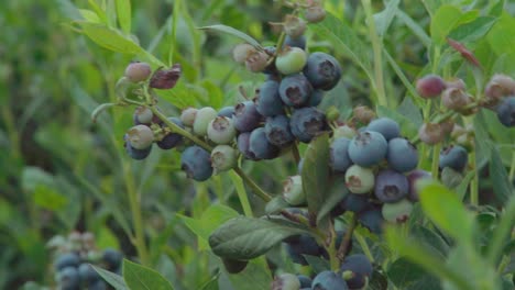 close up, blueberry clusters on bush swaying in wind at nursery in huelva, spain