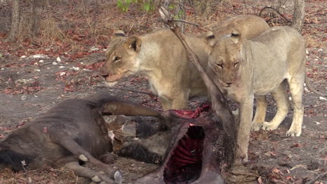 two-lionesses-with-their-prey:-freshly-killed-wildebeest,-both-hunters-panting-heavily,-now-and-then-chewing,-long-shot