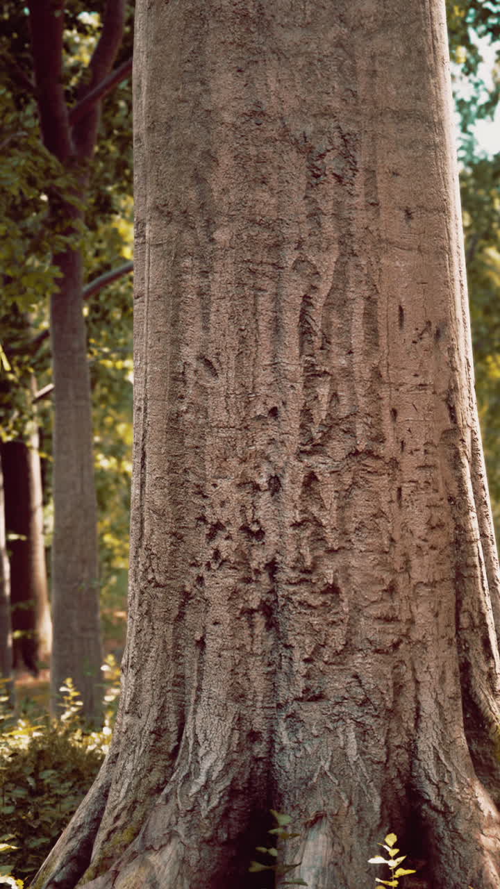 primer plano de un tronco de árbol en un bosque