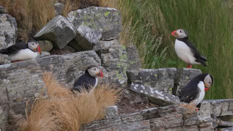 atlantic puffin (fratercula arctica), on the rock on the island of runde (norway).